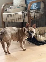 Minnie , a female French Bulldog for sale in Florence, AL – 2 of 5