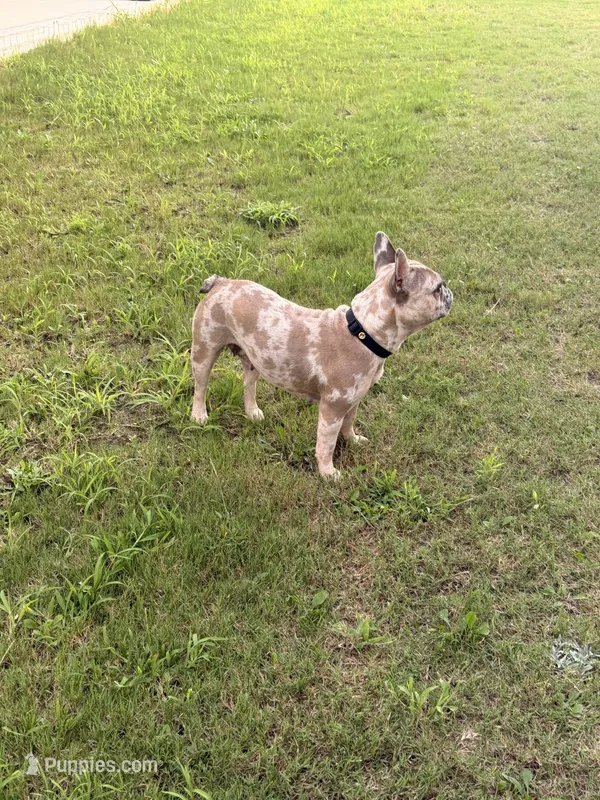 Minnie  – French Bulldog puppy for sale in Florence, AL