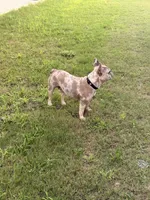Minnie , a female French Bulldog for sale in Florence, AL – 5 of 5