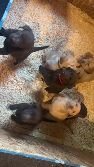 Chocolate Labrador, a female Labrador Retriever for sale in Gardiner, ME – 4 of 4