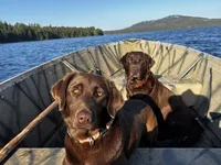 Chocolate Labrador, a female Labrador Retriever for sale in Gardiner, ME – 2 of 4