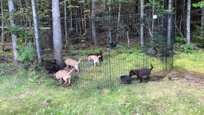 Chocolate Labrador, a female Labrador Retriever for sale in Gardiner, ME – 3 of 4