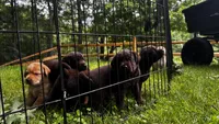 Chocolate Labrador, a female Labrador Retriever for sale in Gardiner, ME – 1 of 4