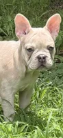 Cream Merle girl, a female French Bulldog for sale in Tulsa, OK – 2 of 8