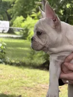 White boy, a male French Bulldog for sale in Tulsa, OK – 2 of 2