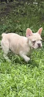 Cream Merle girl, a female French Bulldog for sale in Tulsa, OK – 7 of 8