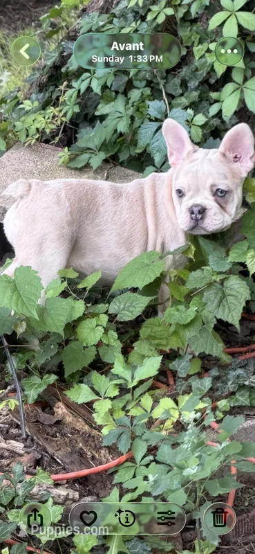 Cream Merle girl – French Bulldog puppy for sale in Tulsa, OK