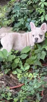 Cream Merle girl, a female French Bulldog for sale in Tulsa, OK – 1 of 8