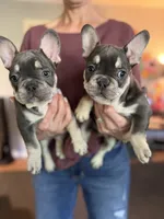 Bluey, a male French Bulldog for sale in Tulsa, OK – 3 of 4