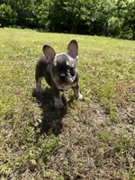 Bluey, a male French Bulldog for sale in Tulsa, OK – 4 of 4