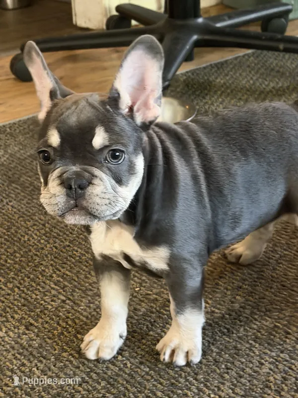 Bluey – French Bulldog puppy for sale in Tulsa, OK