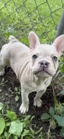Cream Merle girl, a female French Bulldog for sale in Tulsa, OK – 4 of 8