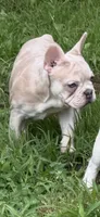 Cream Merle girl, a female French Bulldog for sale in Tulsa, OK – 5 of 8