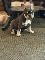 Bluey, a male French Bulldog for sale in Tulsa, OK – 2 of 4