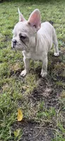 Cream Merle girl, a female French Bulldog for sale in Tulsa, OK – 3 of 8