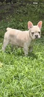 Cream Merle girl, a female French Bulldog for sale in Tulsa, OK – 6 of 8