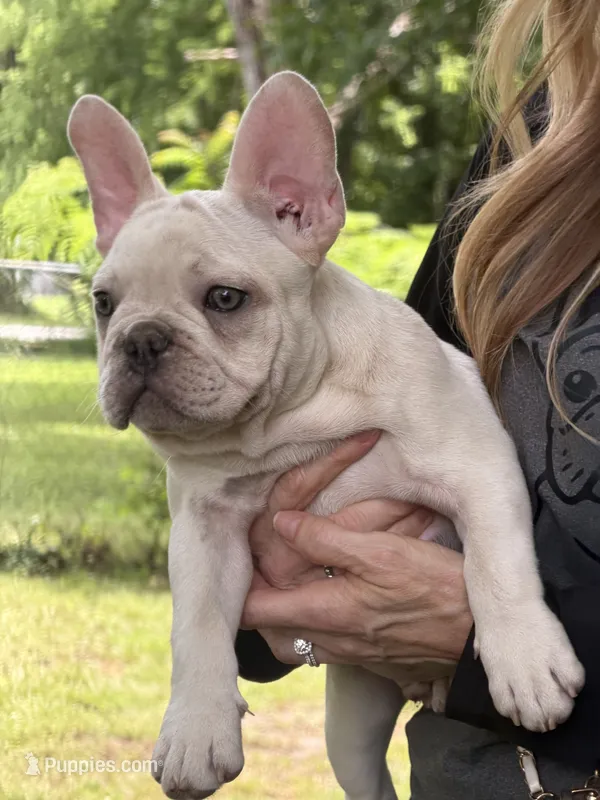 White boy – French Bulldog puppy for sale in Tulsa, OK