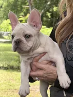 White boy, a male French Bulldog for sale in Tulsa, OK – 1 of 2