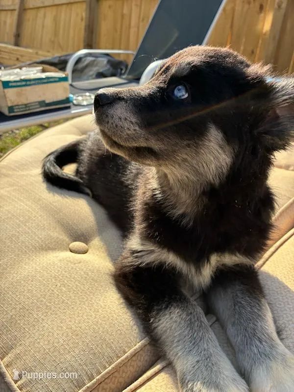 Gabby – Siberian Husky puppy for sale in Littleton, NC