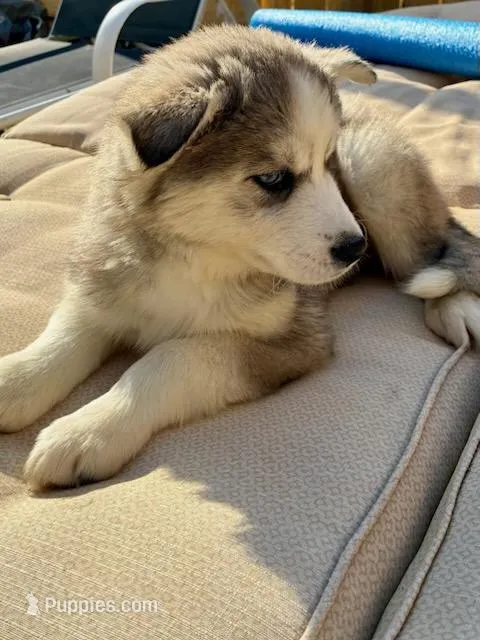 Jolene  – Siberian Husky puppy for sale in Littleton, NC