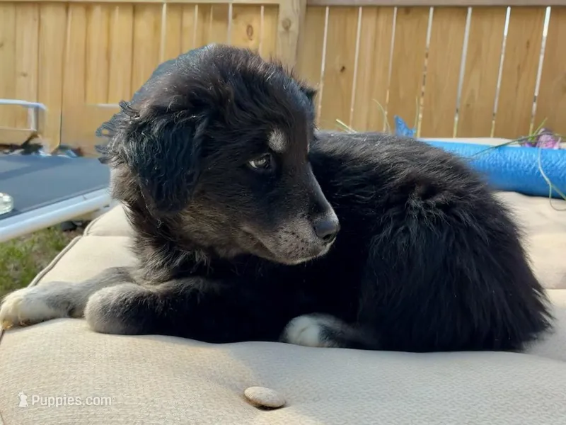 Bear – Siberian Husky puppy for sale in Littleton, NC