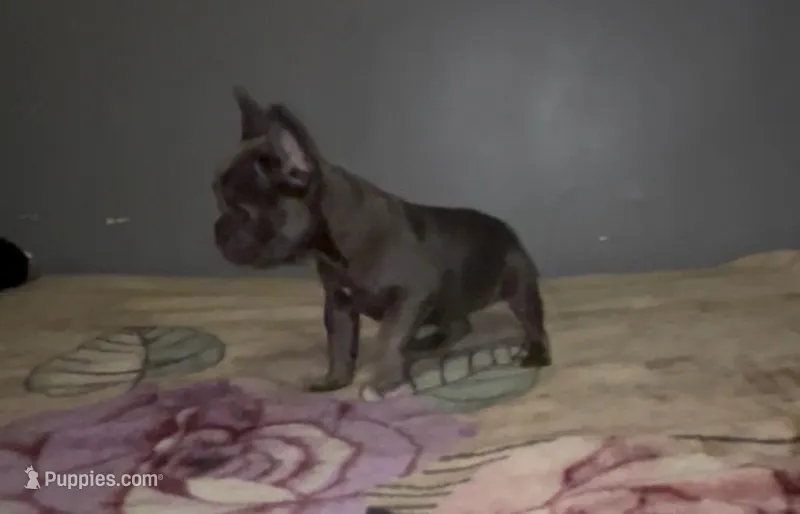 Not named – French Bulldog puppy for sale in Bakersfield, CA