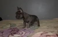 Not named, a female French Bulldog for sale in Bakersfield, CA – Photo 1 of 2