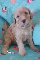 Cheeto, a male Bernedoodle for sale in Salina, KS – 1 of 1