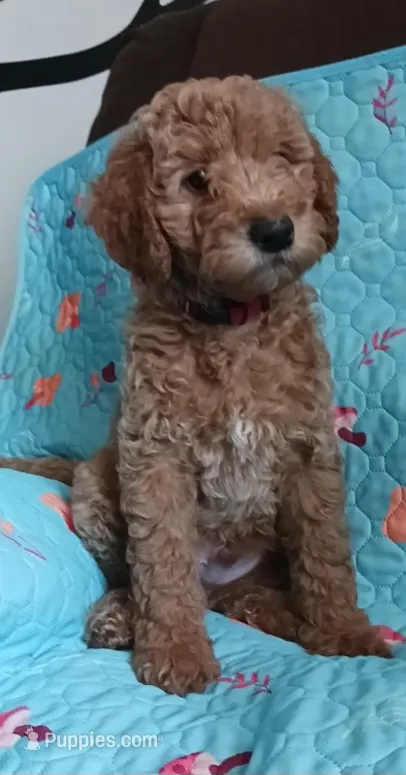 Champ – Bernedoodle puppy for sale in Salina, KS