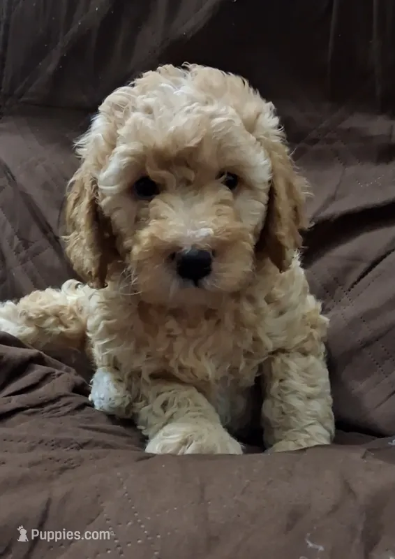 Cheeto – Bernedoodle puppy for sale in Salina, KS