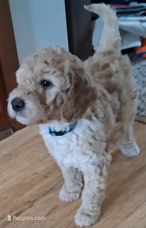 Cosmo – Bernedoodle puppy for sale in Salina, KS