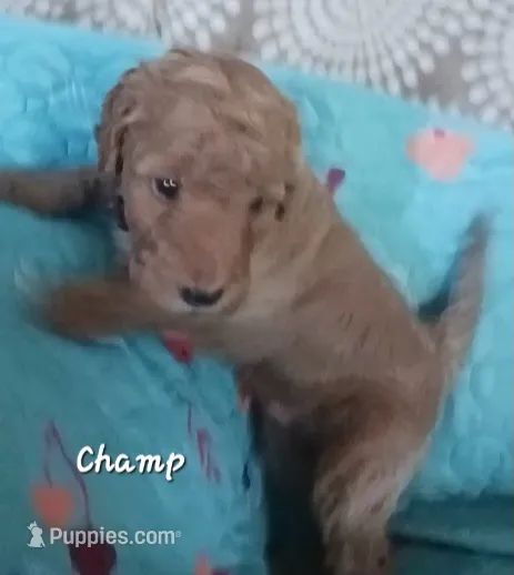 Champ – Bernedoodle puppy for sale in Salina, KS