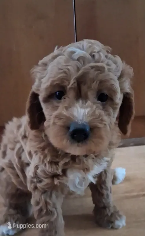Candy – Bernedoodle puppy for sale in Salina, KS