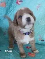 Coral, a female Bernedoodle for sale in Salina, KS – 1 of 1