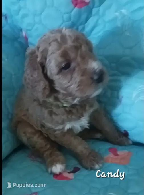 Candy – Bernedoodle puppy for sale in Salina, KS