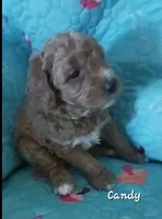 Candy, a female Bernedoodle for sale in Salina, KS – 1 of 1