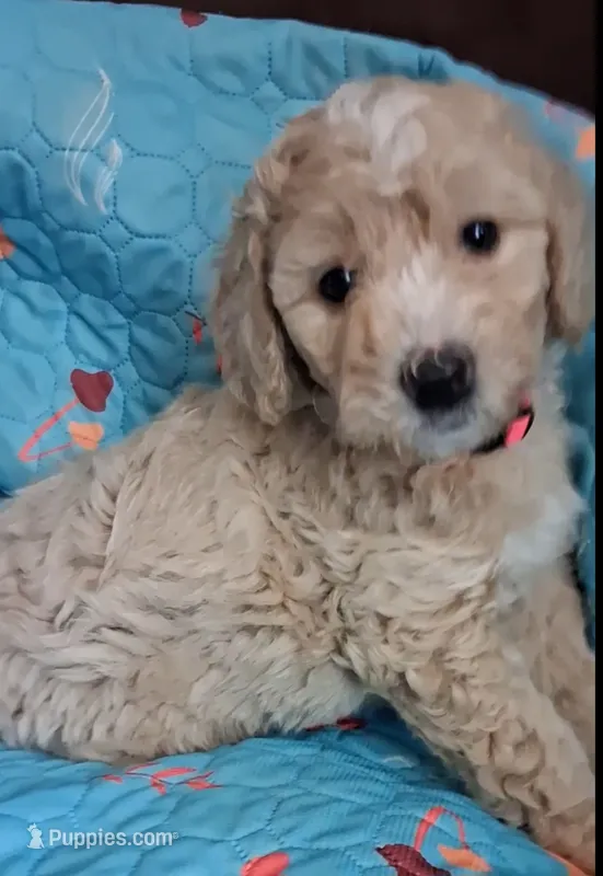 Claudia – Bernedoodle puppy for sale in Salina, KS