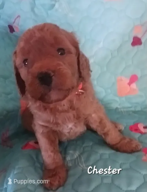 Chester – Bernedoodle puppy for sale in Salina, KS