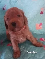 Chester, a male Bernedoodle for sale in Salina, KS – 1 of 1