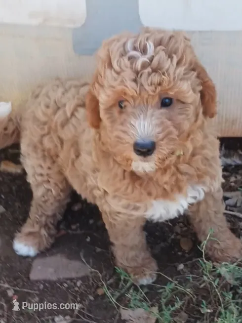 Candy – Bernedoodle puppy for sale in Salina, KS