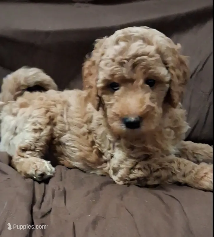 Champ – Bernedoodle puppy for sale in Salina, KS