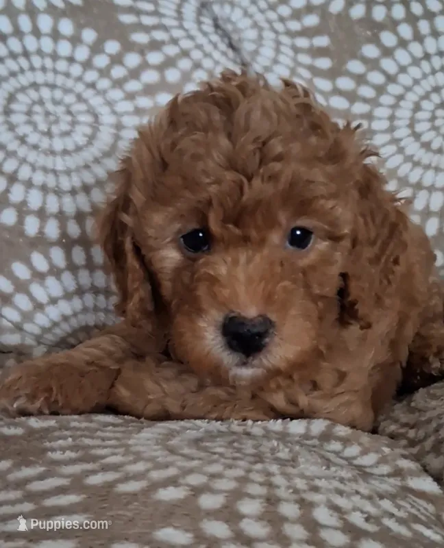 Chester – Bernedoodle puppy on hold in Salina, KS