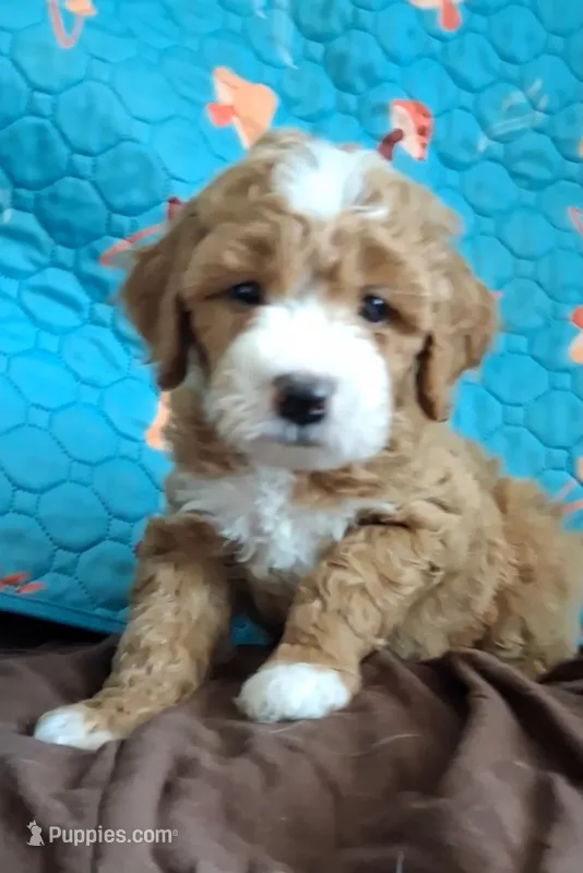Coral – Bernedoodle puppy for sale in Salina, KS