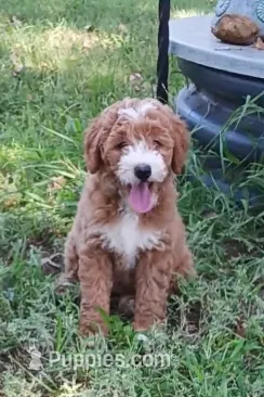 Coral – Bernedoodle puppy for sale in Salina, KS