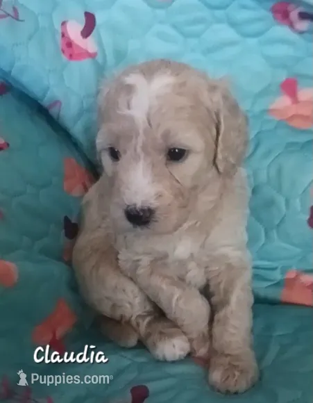 Claudia – Bernedoodle puppy for sale in Salina, KS
