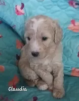 Claudia, a female Bernedoodle for sale in Salina, KS – 1 of 1