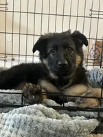 Marley, a female German Shepherd Dog for sale in San Clemente, CA – 5 of 5