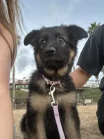 Marley, a female German Shepherd Dog for sale in San Clemente, CA – 2 of 5