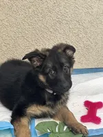 Marley, a female German Shepherd Dog for sale in San Clemente, CA – 3 of 5