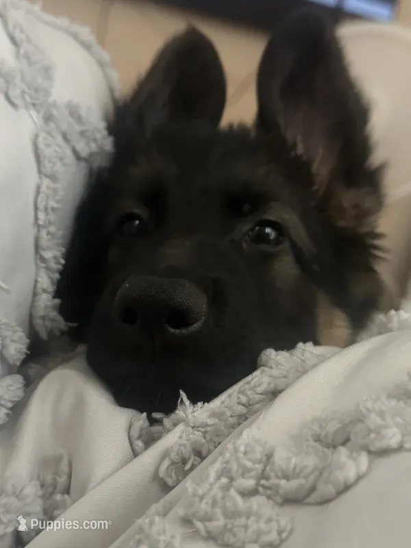 Marley – German Shepherd Dog puppy for sale in San Clemente, CA